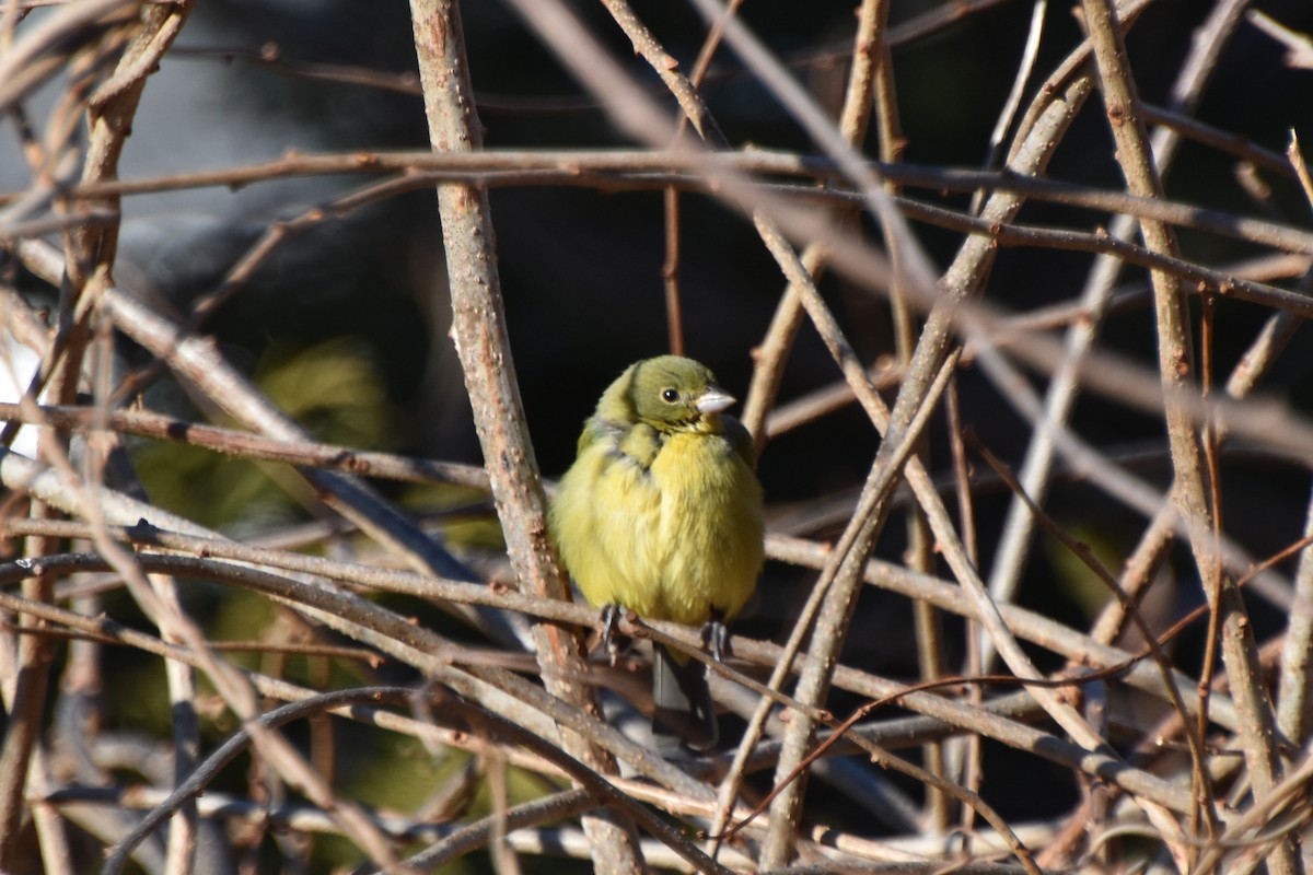 Painted Bunting - ML613127277