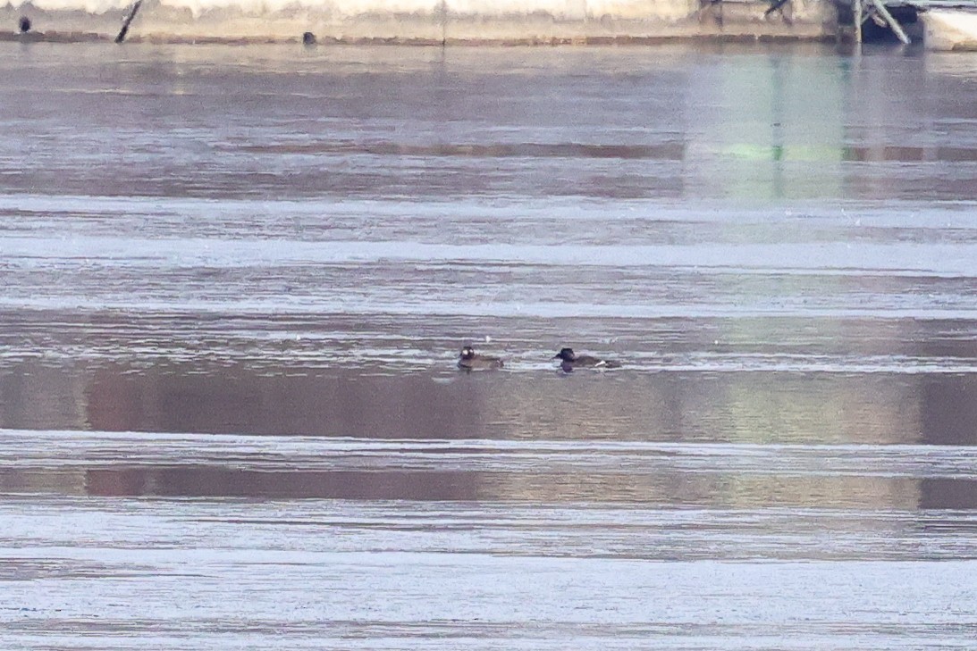 White-winged Scoter - ML613127283