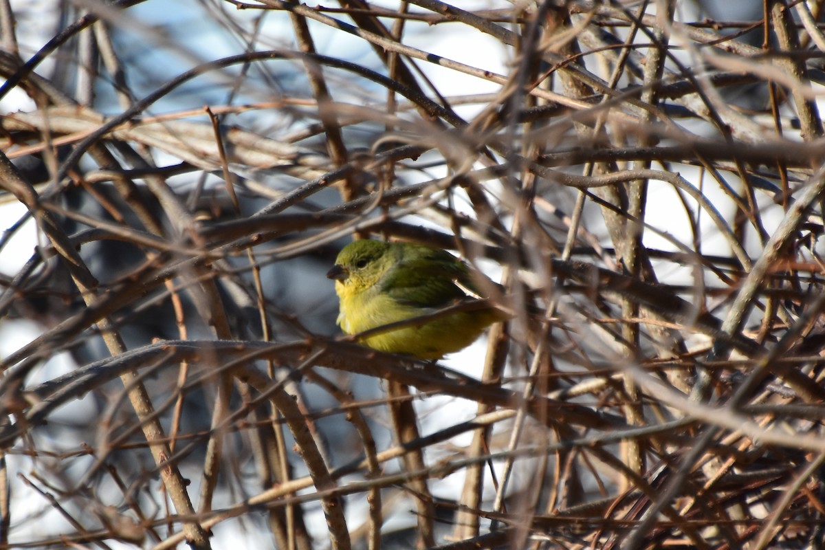 Painted Bunting - ML613127287