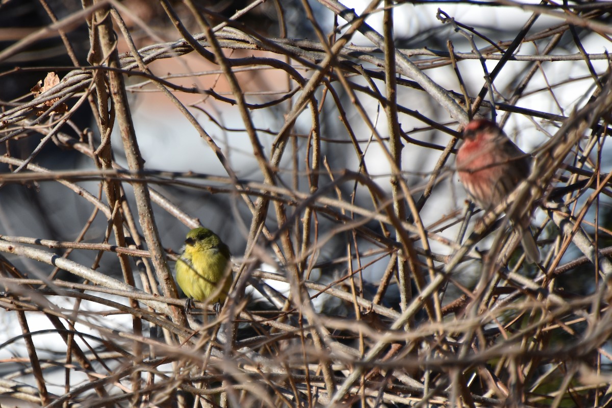 Painted Bunting - ML613127289