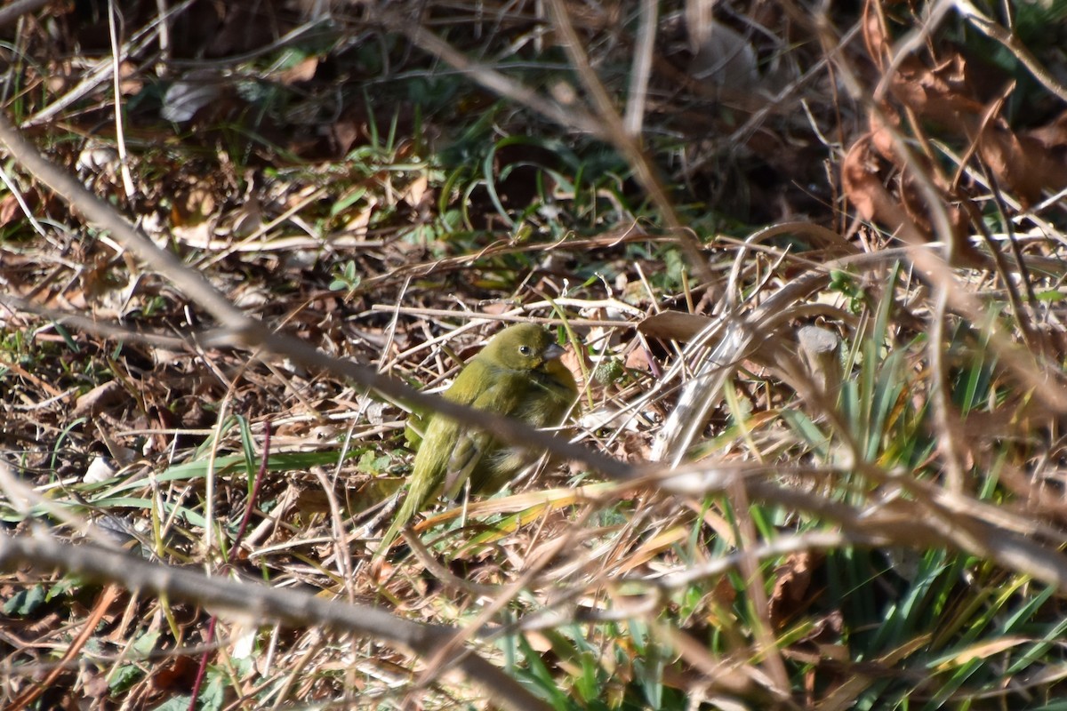 Painted Bunting - ML613127299