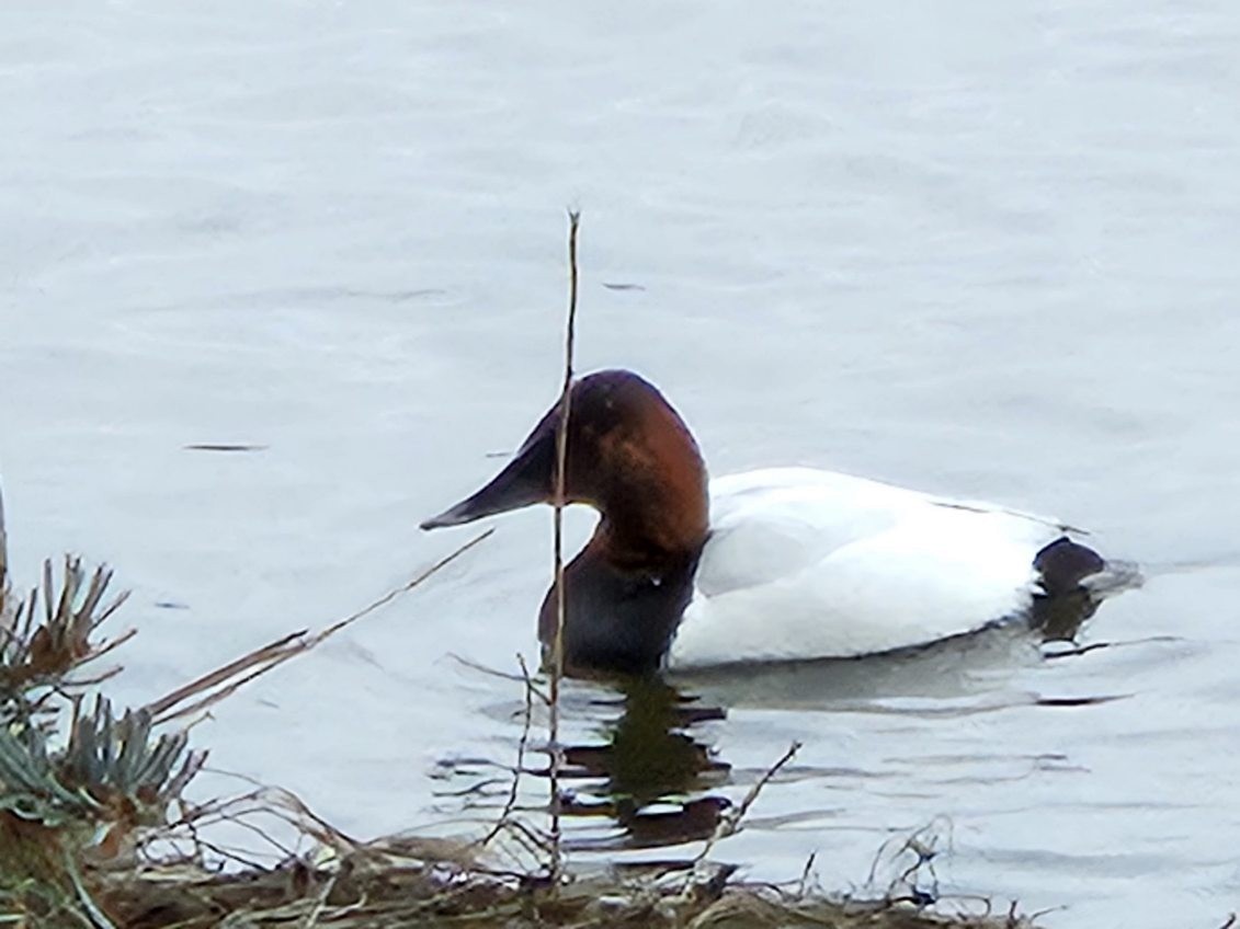 Canvasback - ML613127359