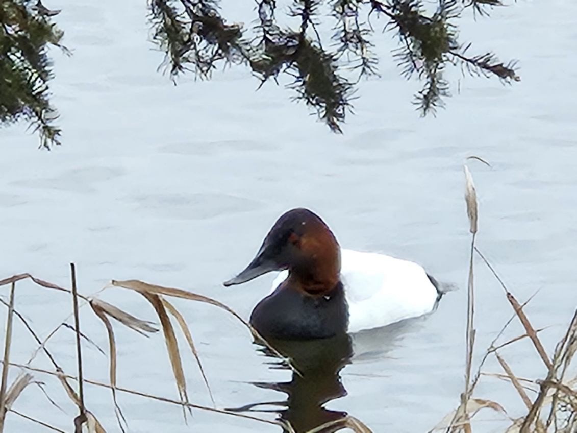 Canvasback - ML613127360