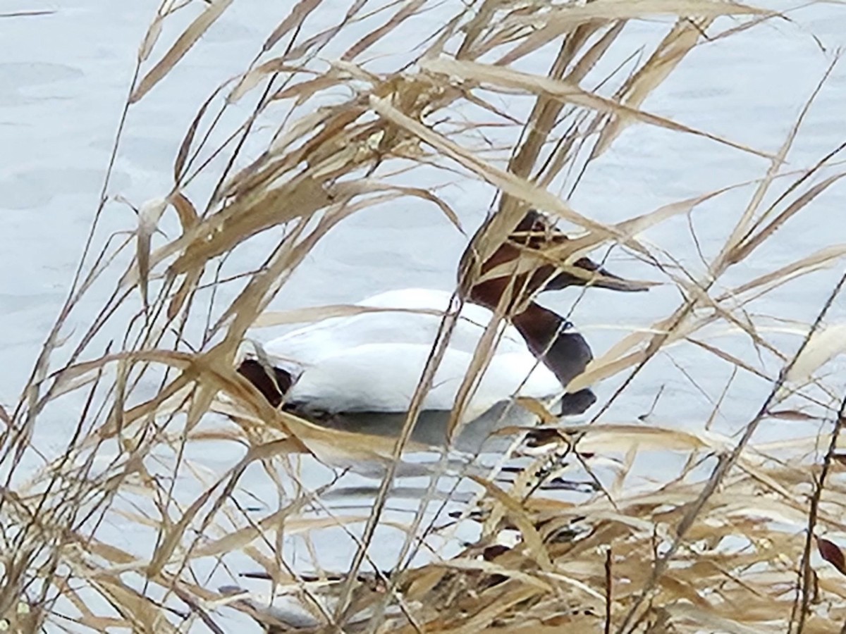 Canvasback - ML613127361