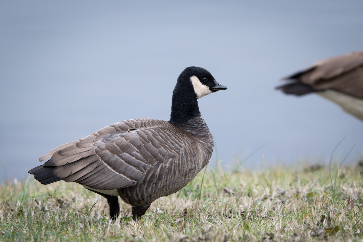 Cackling Goose (minima) - ML613127404