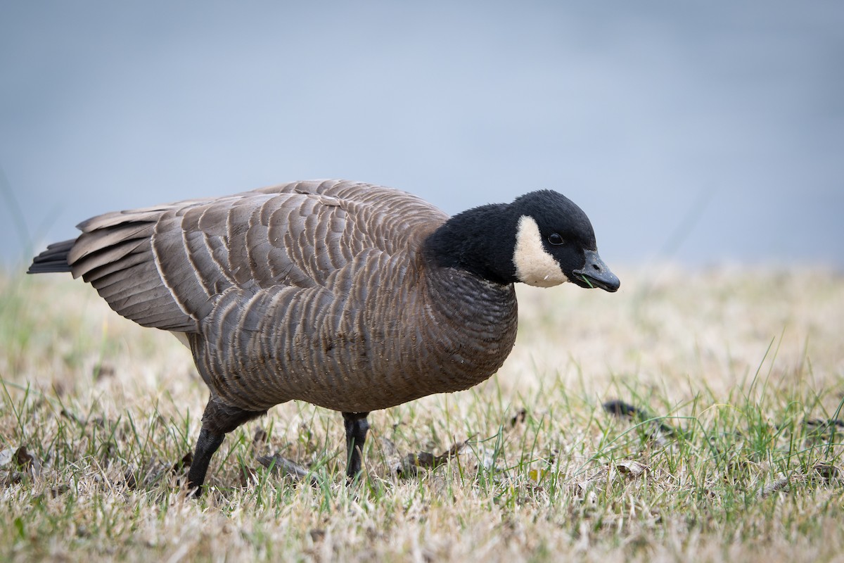 Cackling Goose (minima) - ML613127405