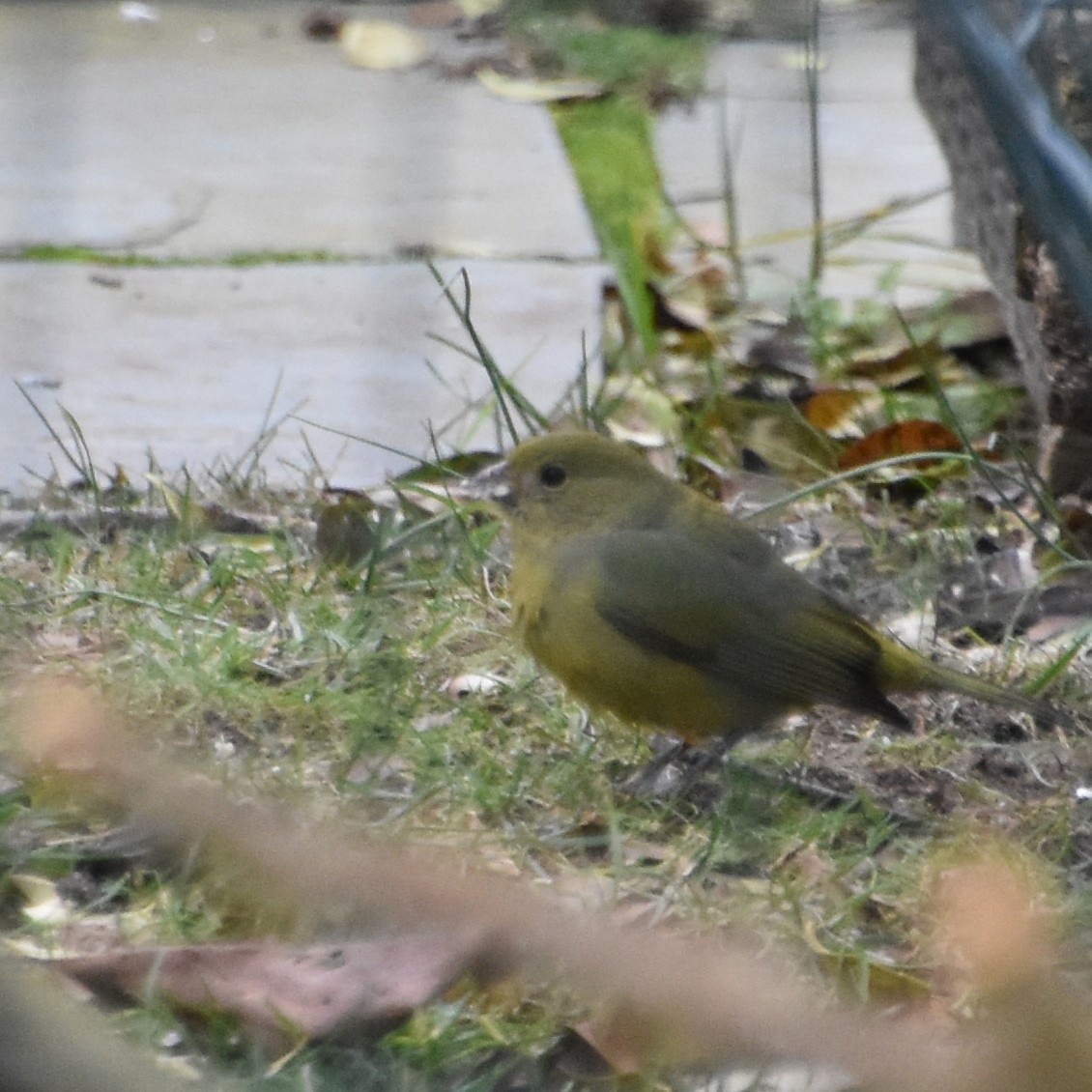 Painted Bunting - ML613127418