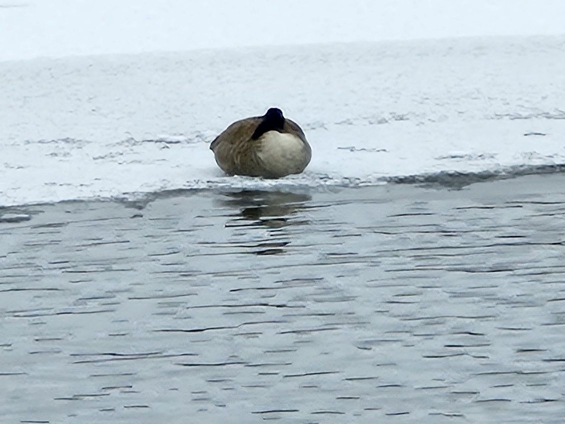 Canada Goose - ML613127420