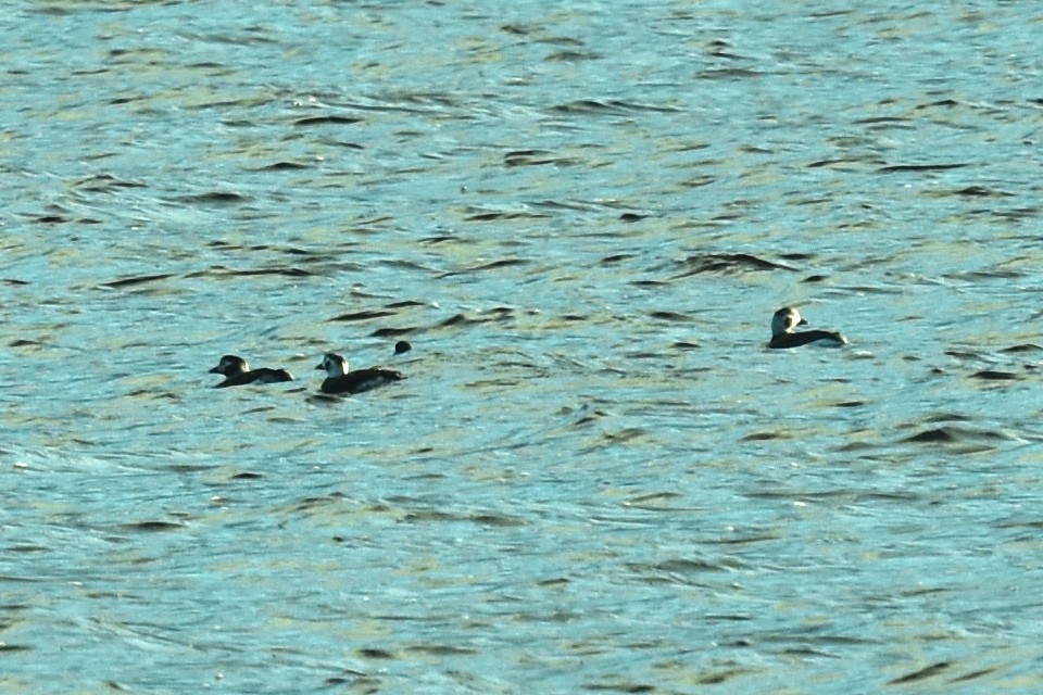 Long-tailed Duck - ML613127553