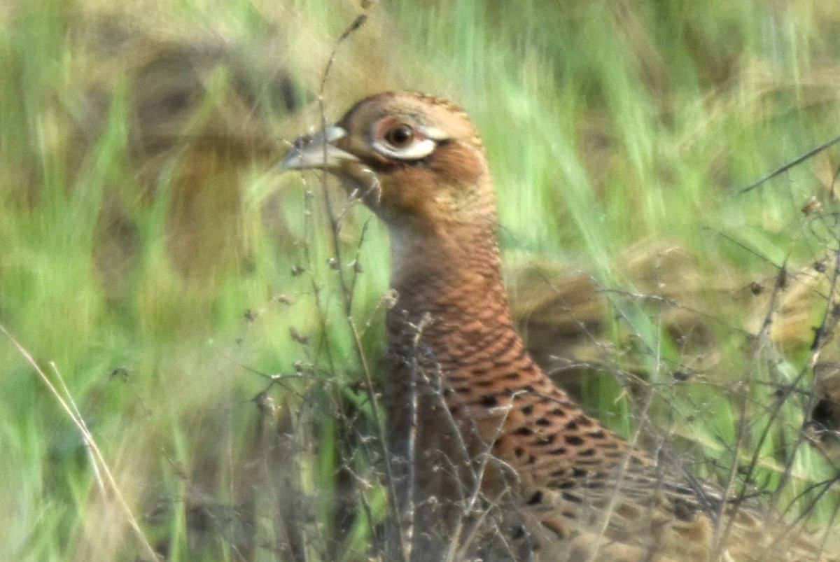 Ring-necked Pheasant - ML613127555