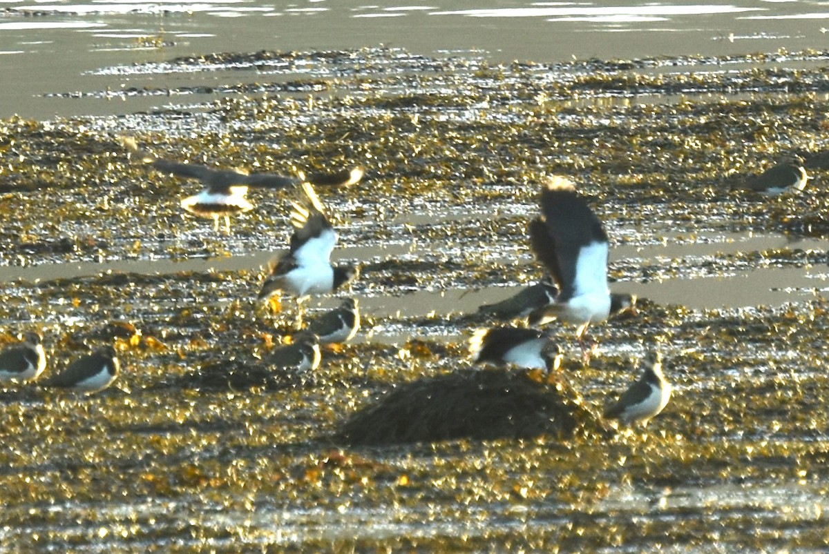 Northern Lapwing - ML613127565