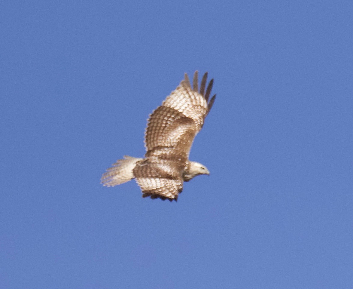 Red-tailed Hawk - Richard Wolfert