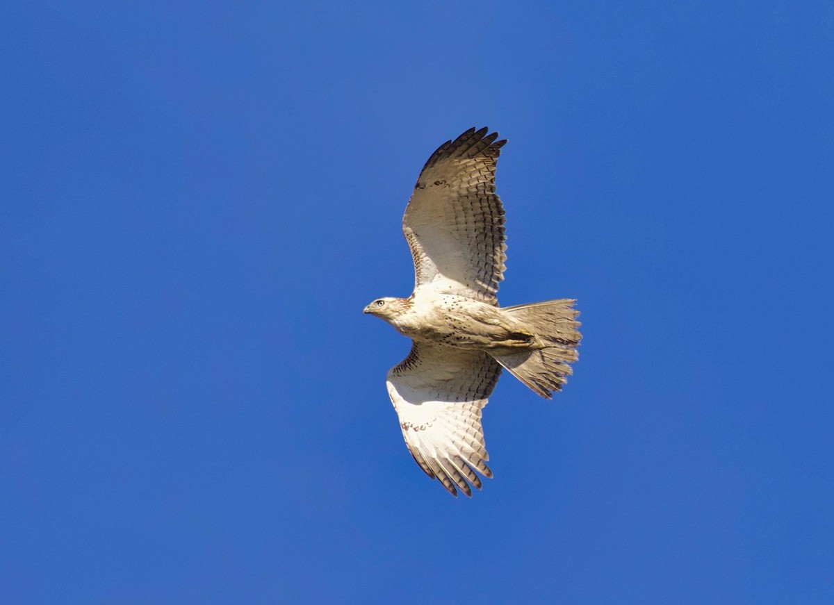 Red-tailed Hawk - Richard Wolfert