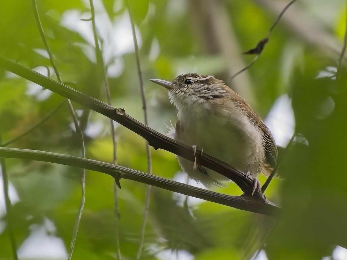 Antioquia Wren - ML613127618