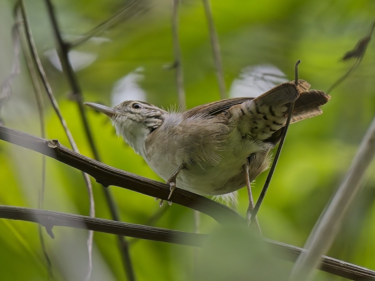 Antioquia Wren - ML613127619