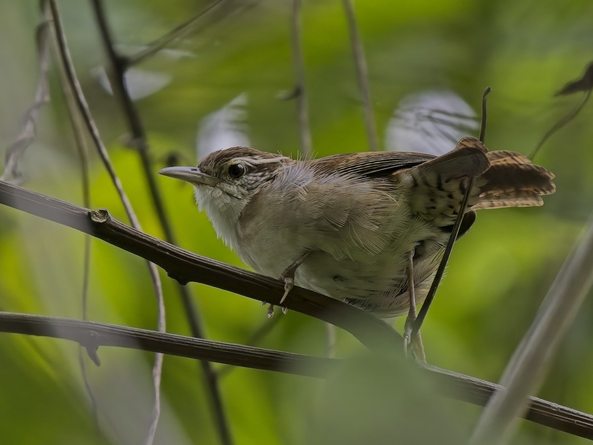 Antioquia Wren - ML613127621