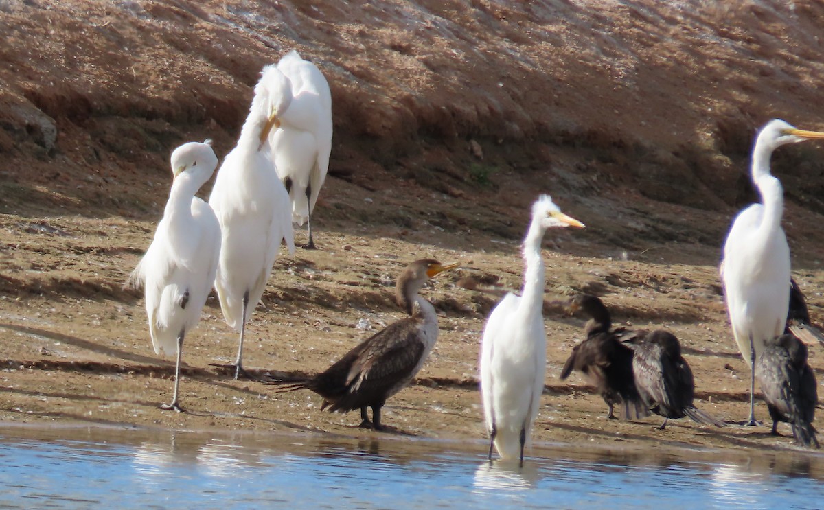 Great Egret - ML613127626