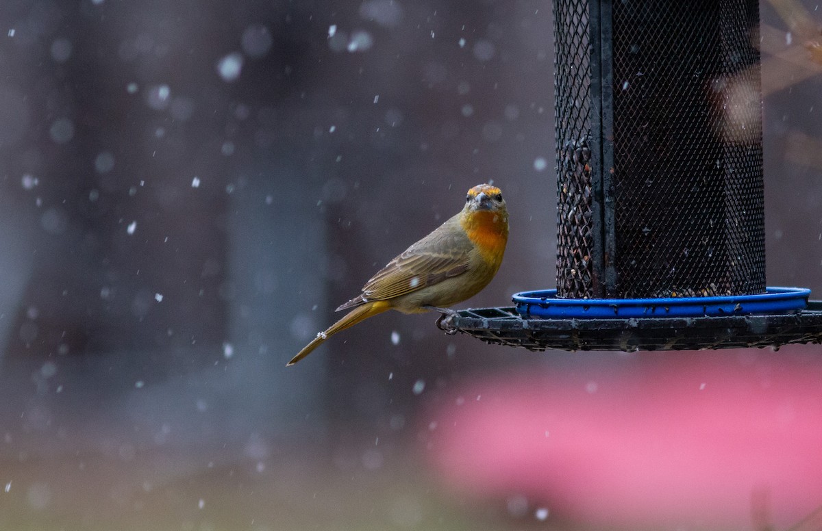 Hepatic Tanager (Northern) - ML613127628