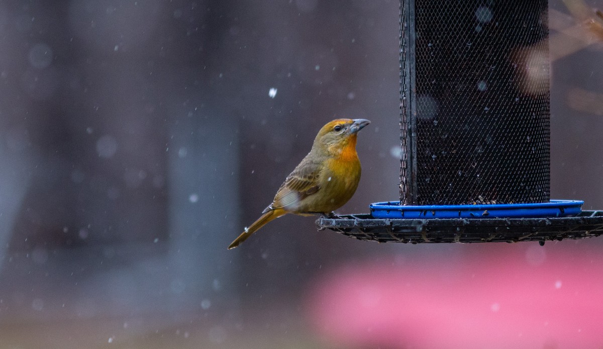Hepatic Tanager (Northern) - ML613127629