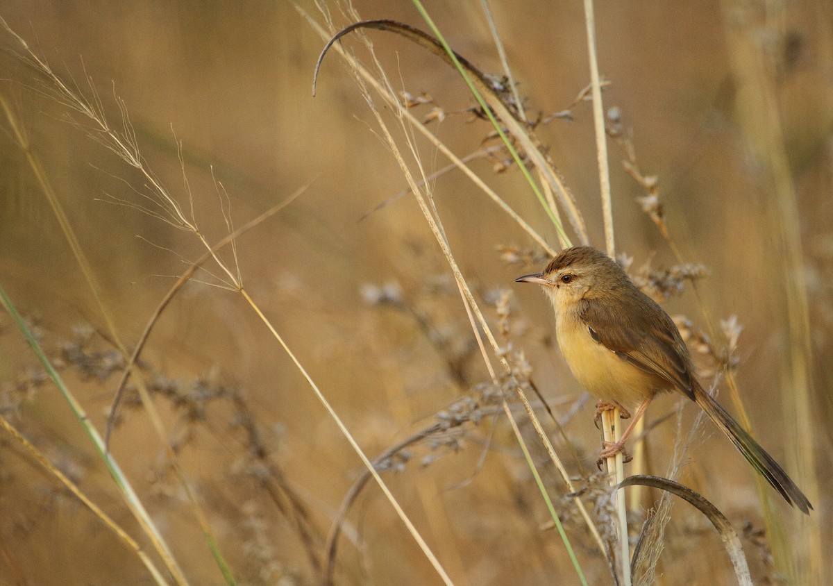 Plain Prinia - ML613127644