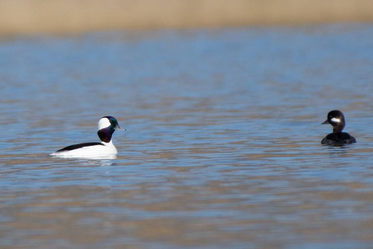 Bufflehead - ML613127648