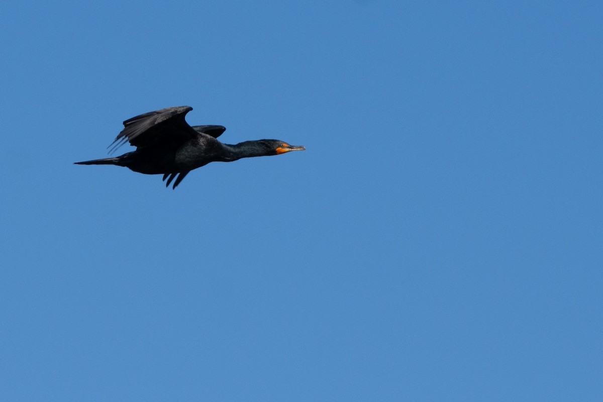 Cormoran à aigrettes - ML613127654