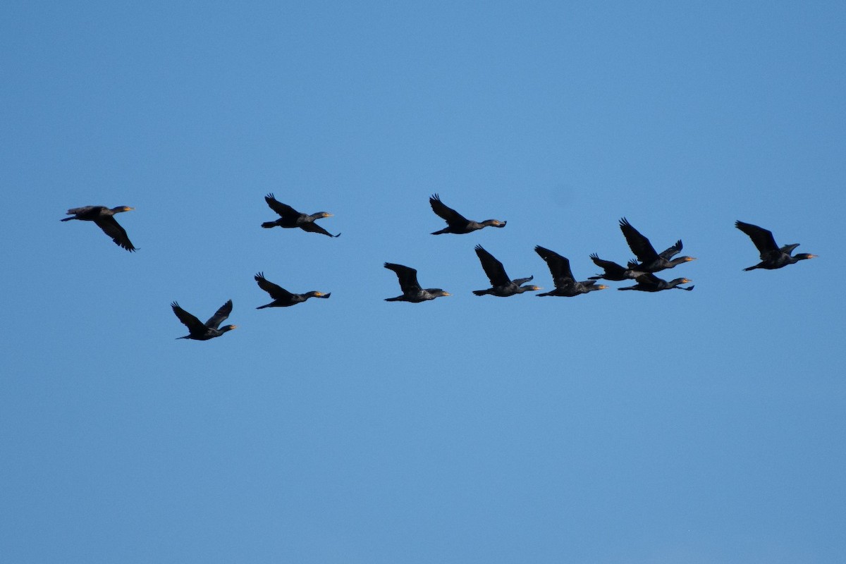 Double-crested Cormorant - Alex Gomez