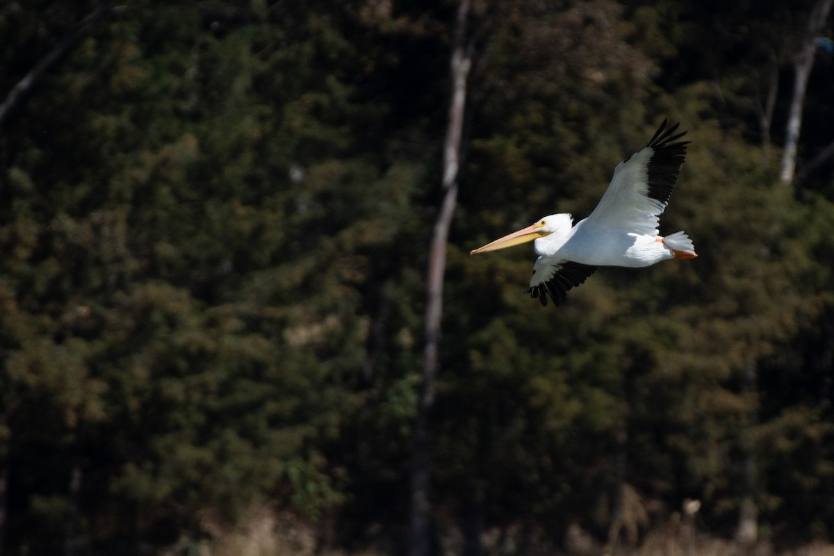 American White Pelican - Alex Gomez