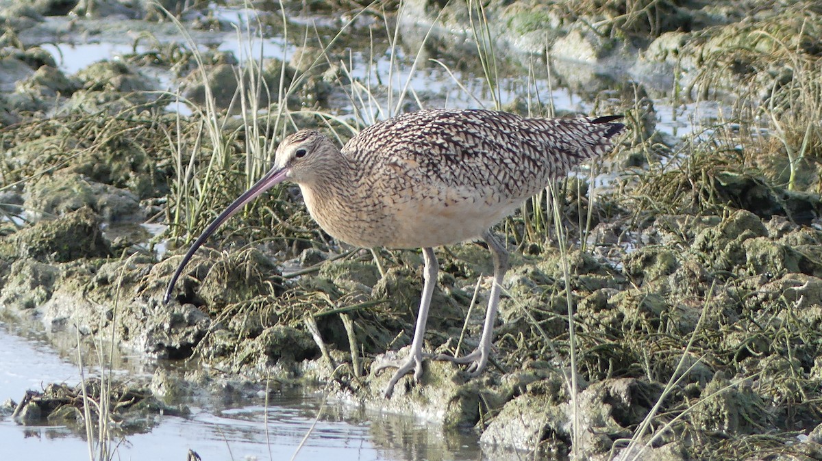 Long-billed Curlew - ML613127834