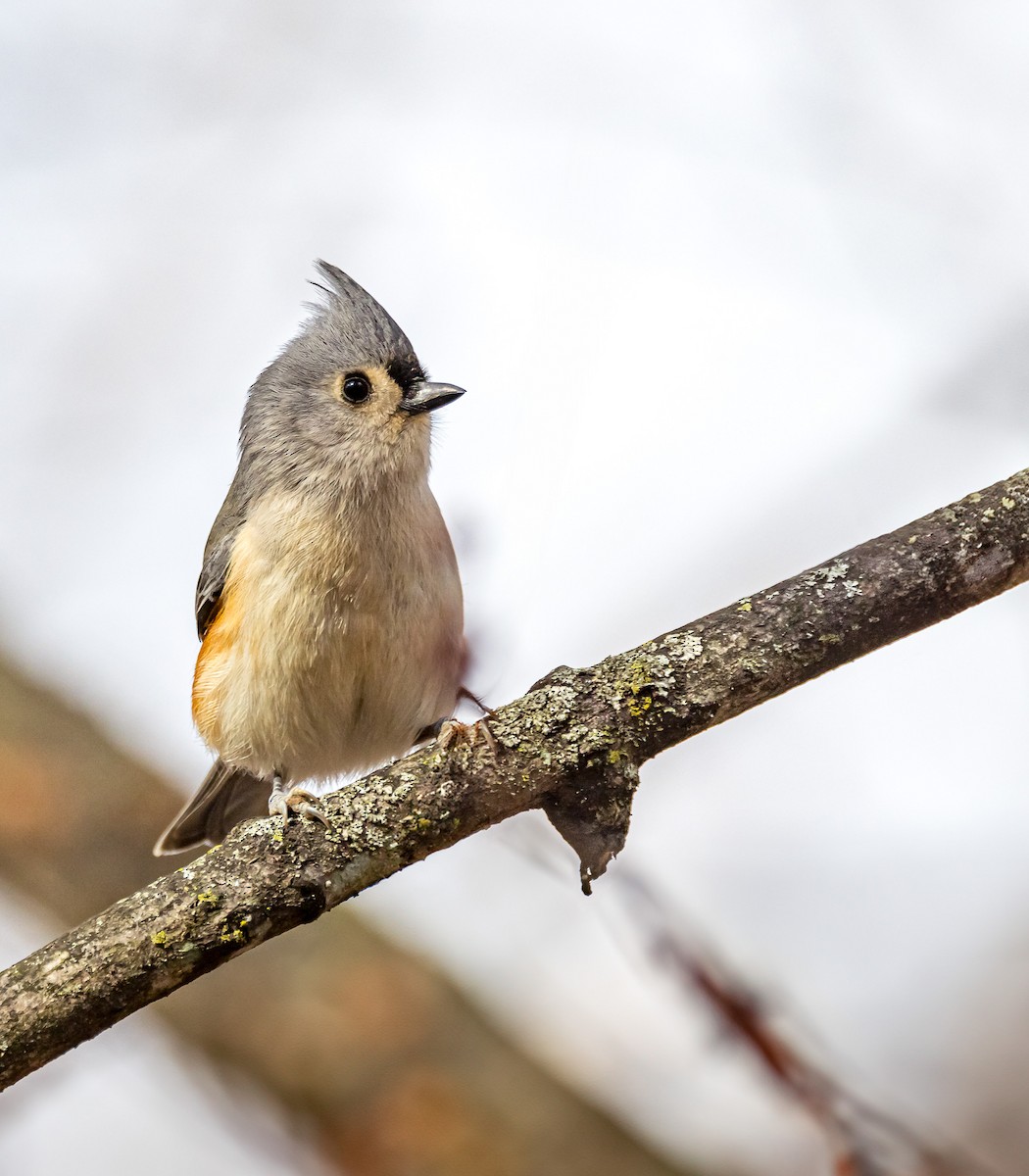 Tufted Titmouse - Mike Murphy