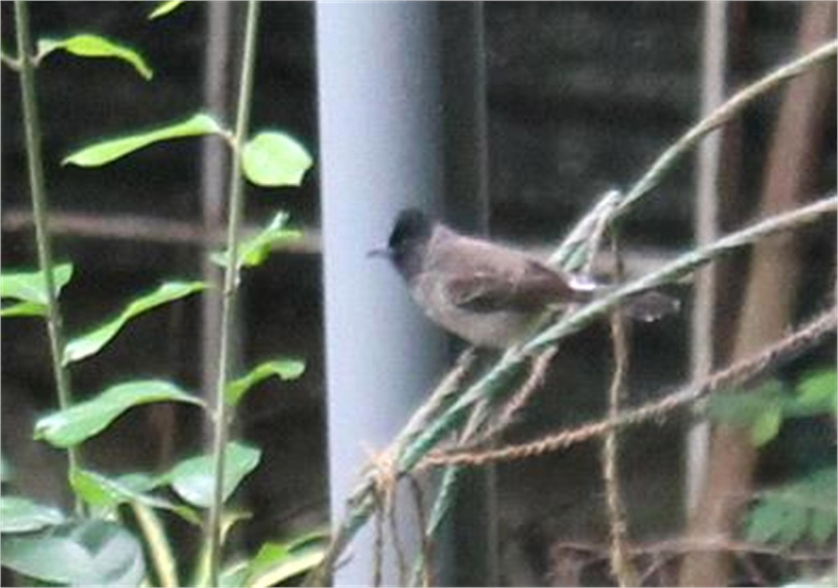 Red-vented Bulbul - ML613127895