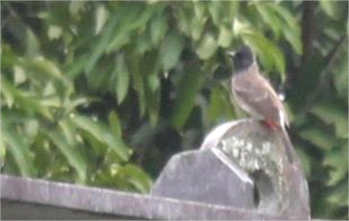 Red-vented Bulbul - Vihansith Kulatunga