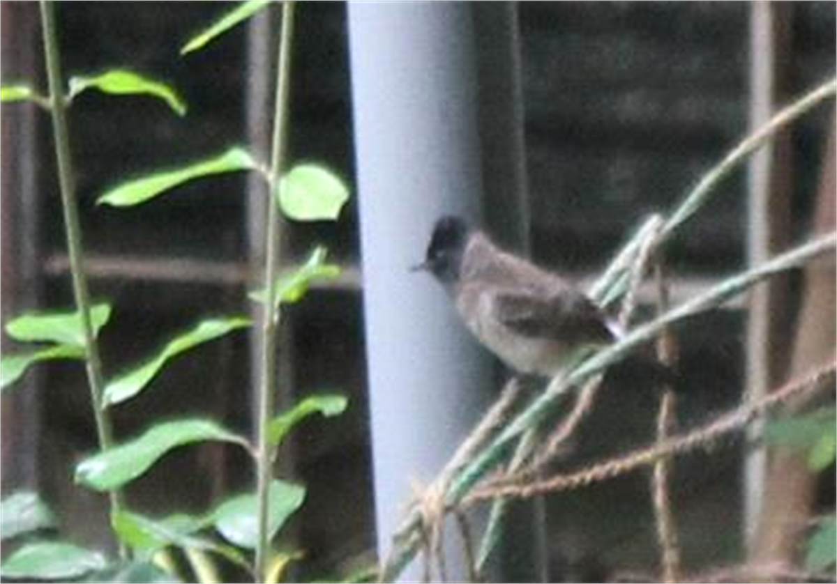 Red-vented Bulbul - ML613127898