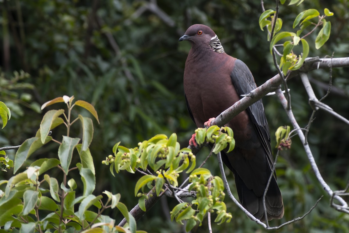 Chilean Pigeon - Silvio Montani