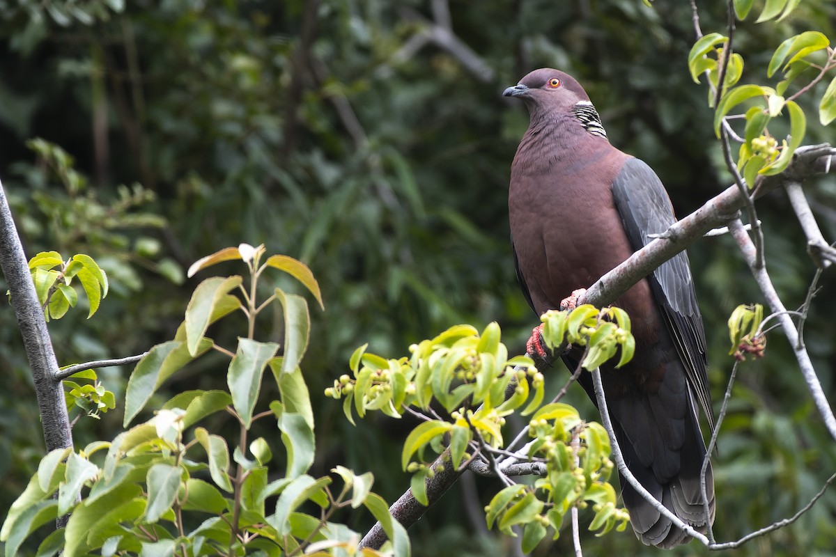 Chilean Pigeon - Silvio Montani