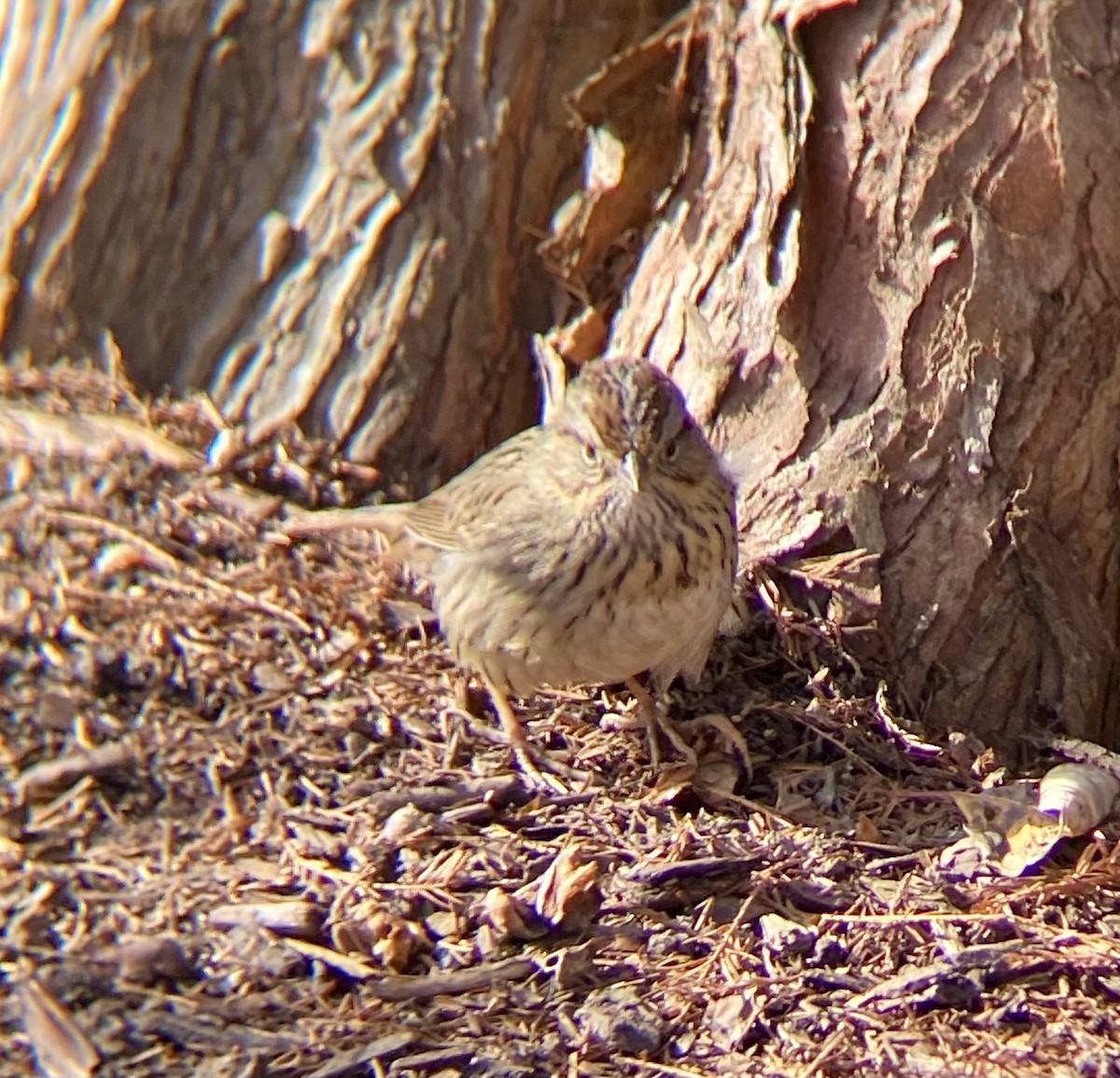 Lincoln's Sparrow - ML613127904