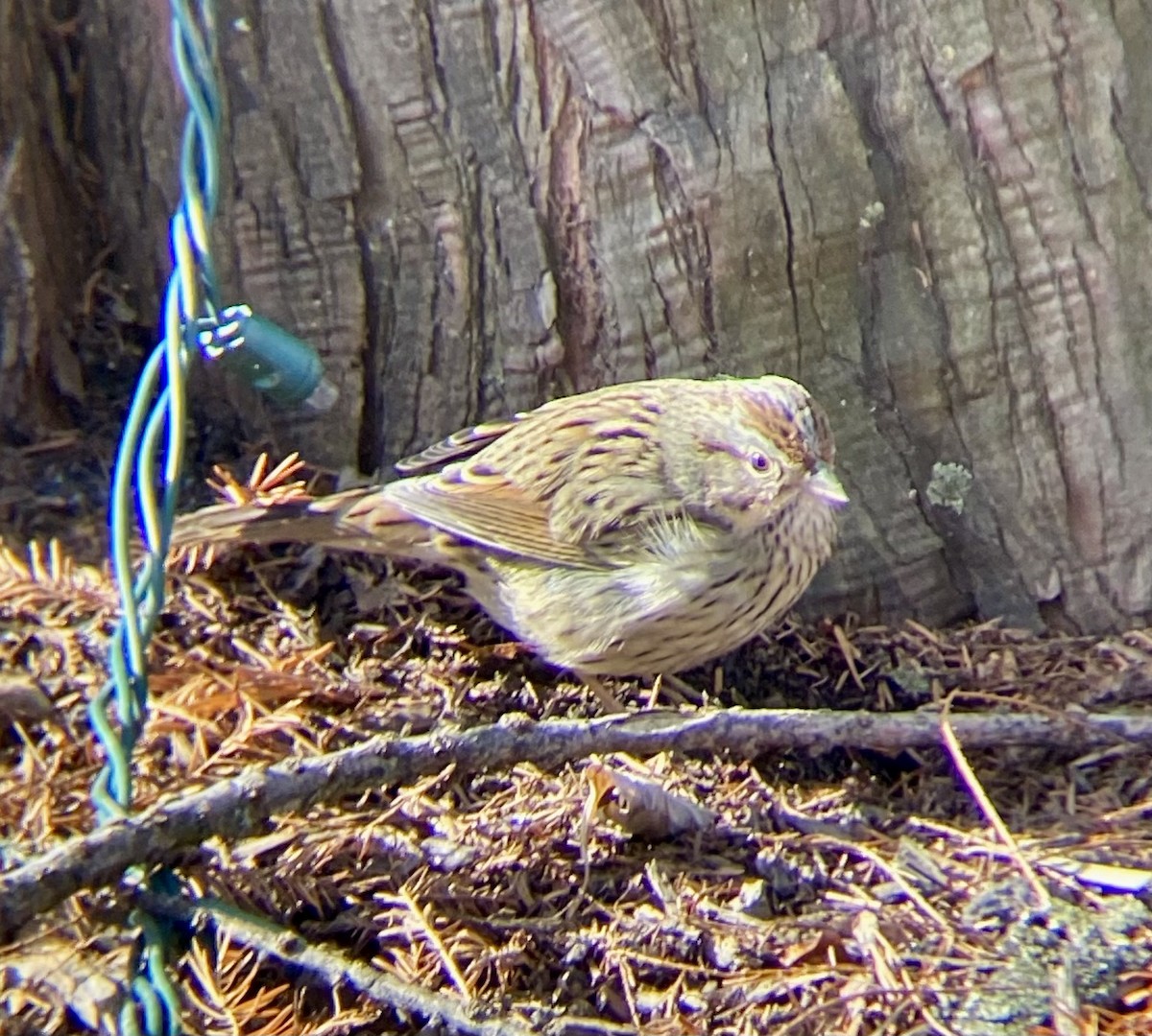 Lincoln's Sparrow - Michael Onel