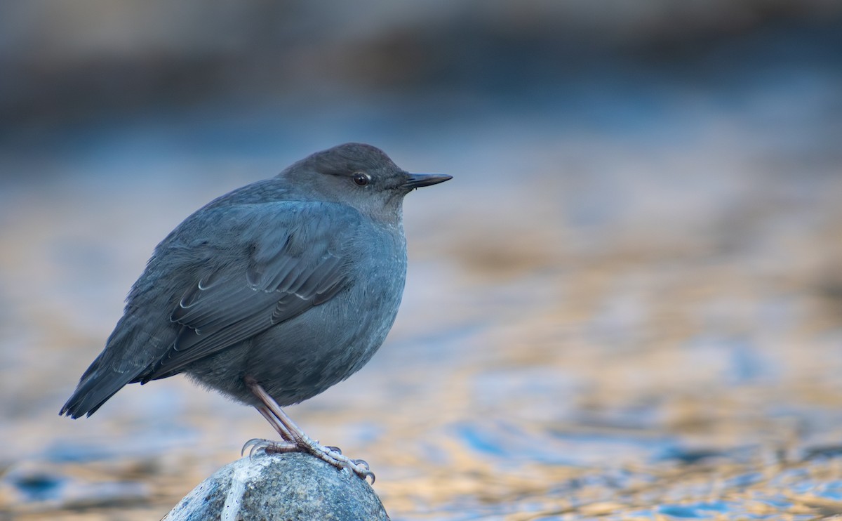 American Dipper - ML613127913