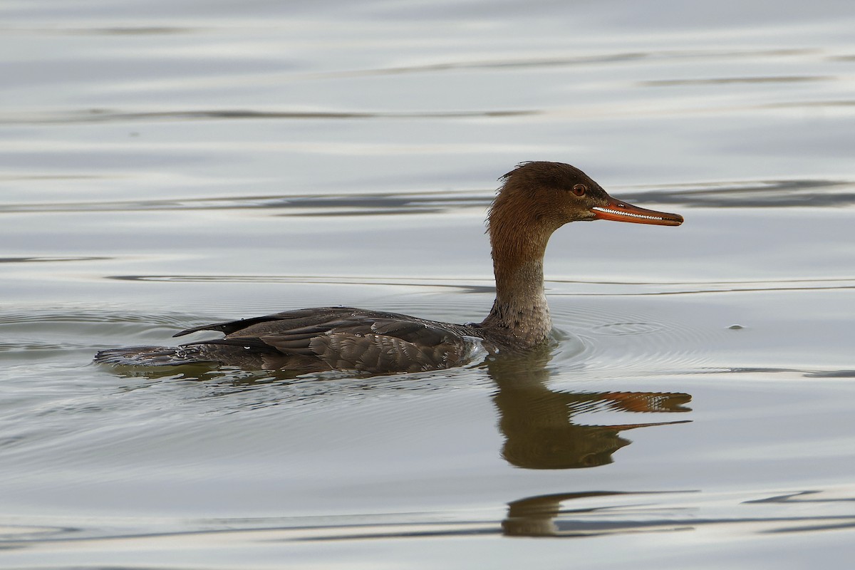 Red-breasted Merganser - ML613127924