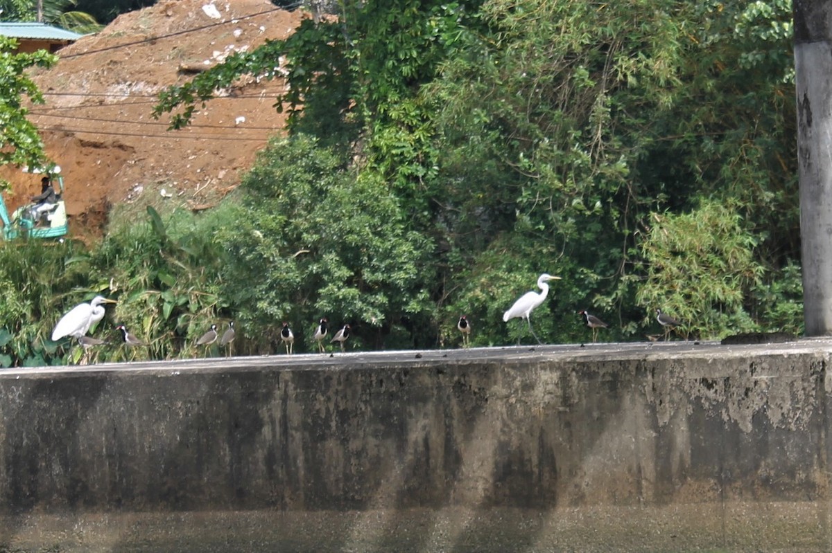 Medium Egret - ML613127987