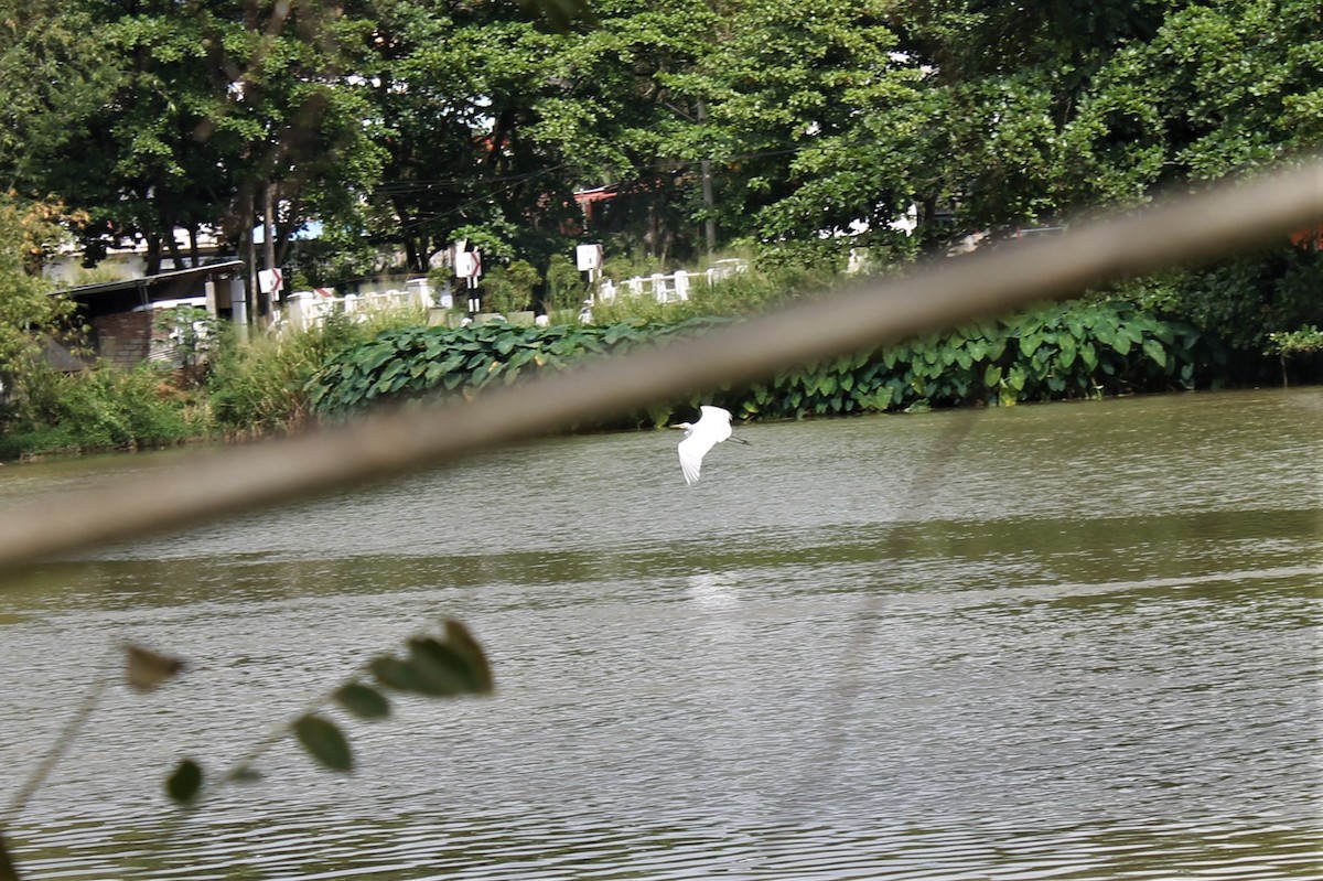 Medium Egret - ML613127997