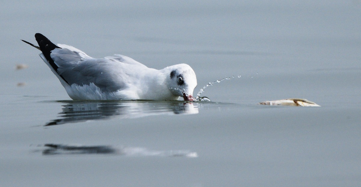 Brown-headed Gull - ML613128036