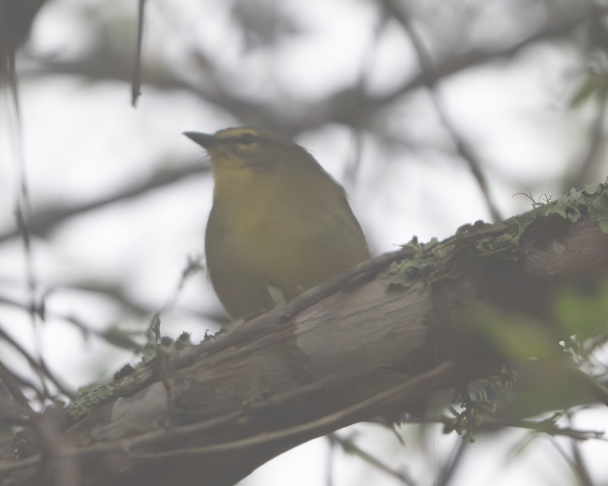 Southern Yellowthroat - ML613128047