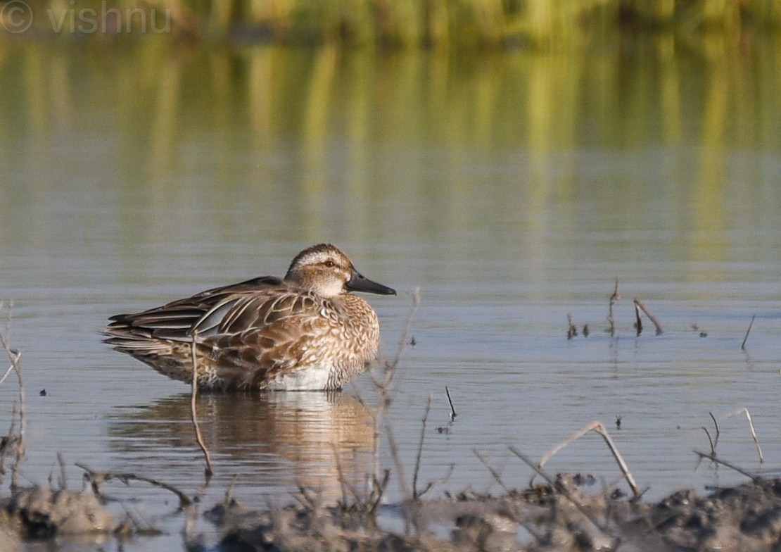 Garganey - ML613128077