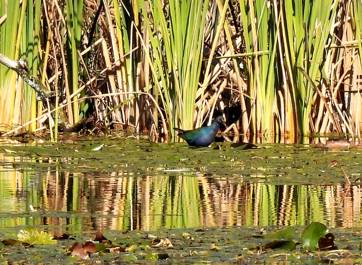 Purple Gallinule - ML613128094