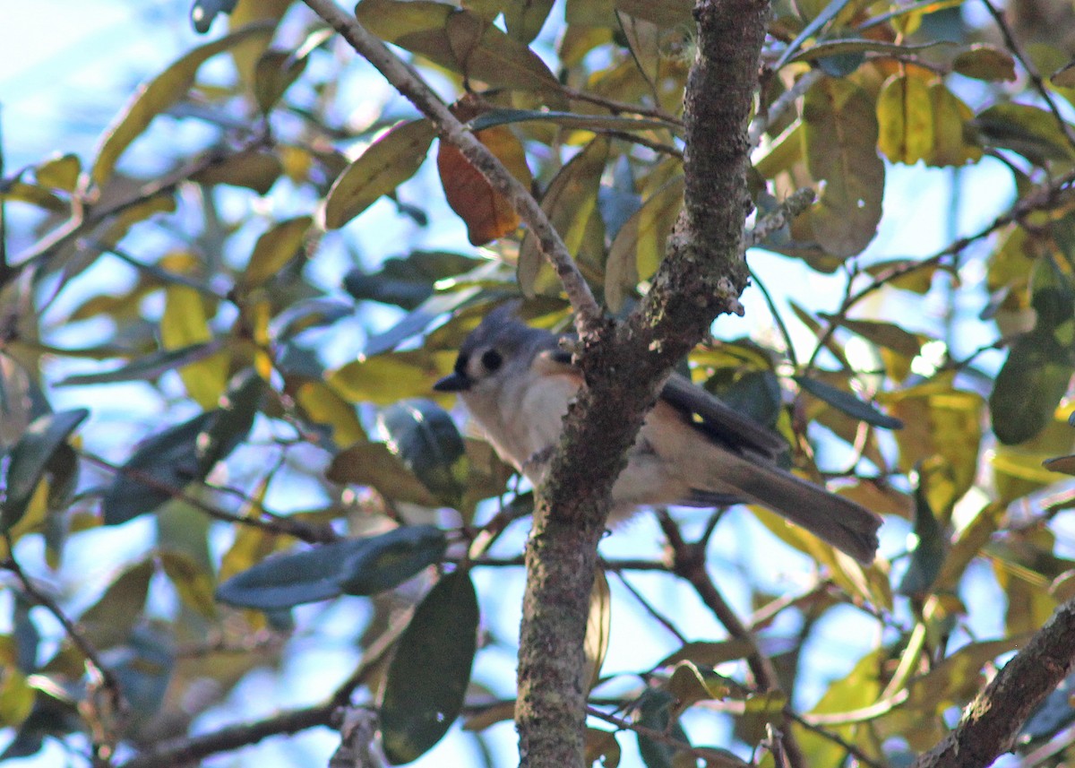 Tufted Titmouse - Mary Keim