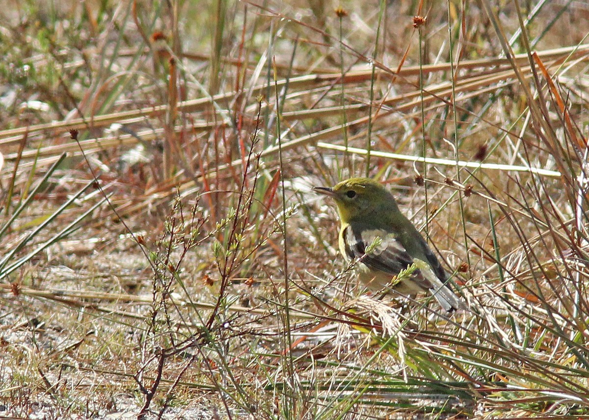 Pine Warbler - ML613128123