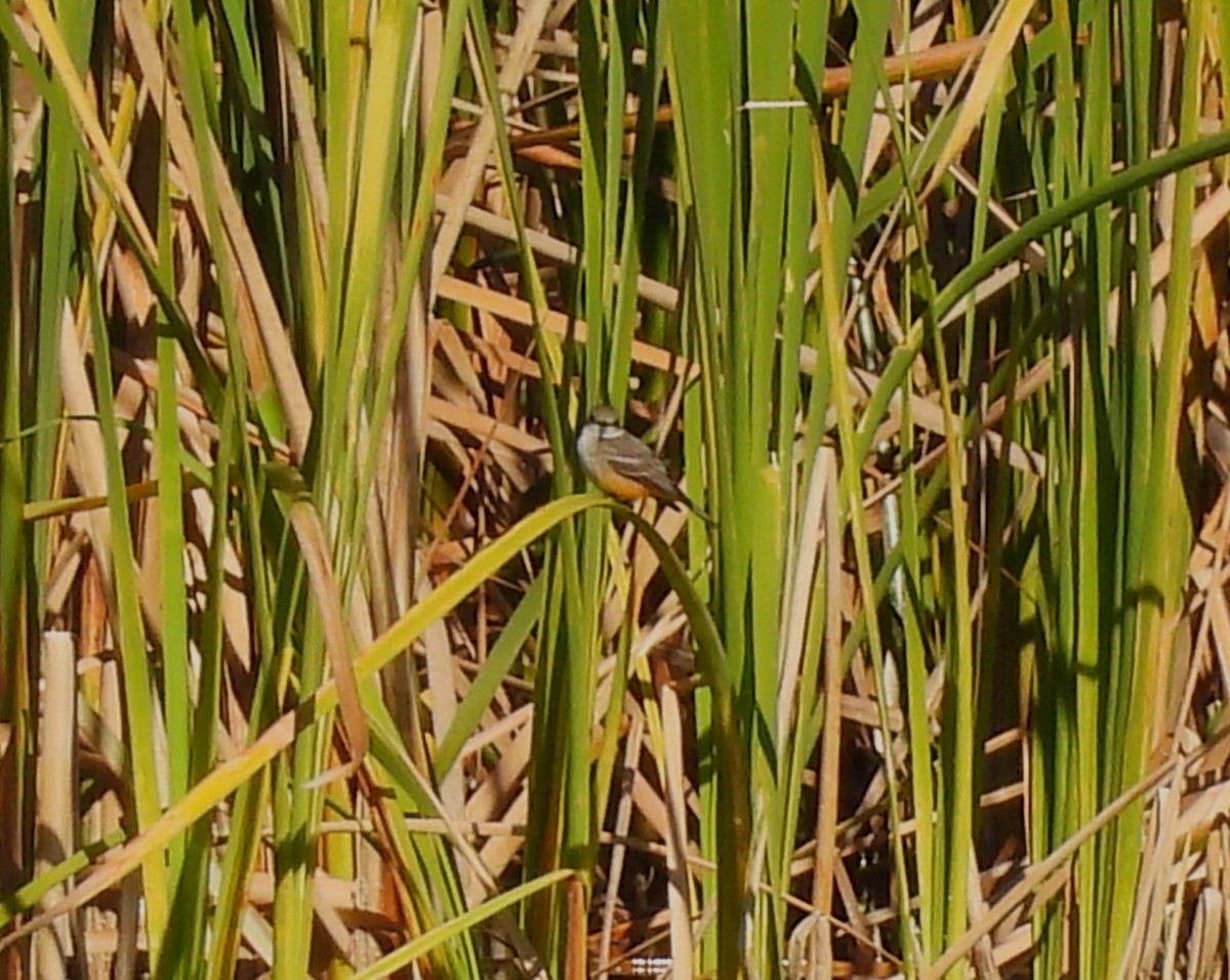 Vermilion Flycatcher - ML613128200