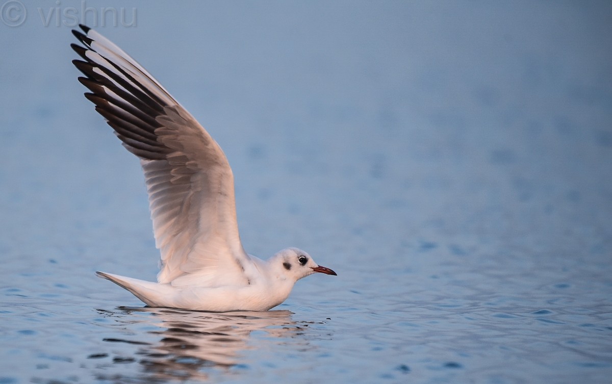 Mouette rieuse - ML613128210
