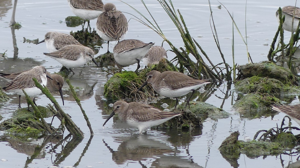 Dunlin - ML613128244